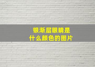 银渐层眼睛是什么颜色的图片