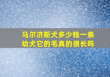 马尔济斯犬多少钱一条幼犬它的毛真的很长吗