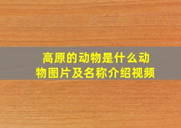 高原的动物是什么动物图片及名称介绍视频