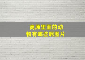 高原里面的动物有哪些呢图片